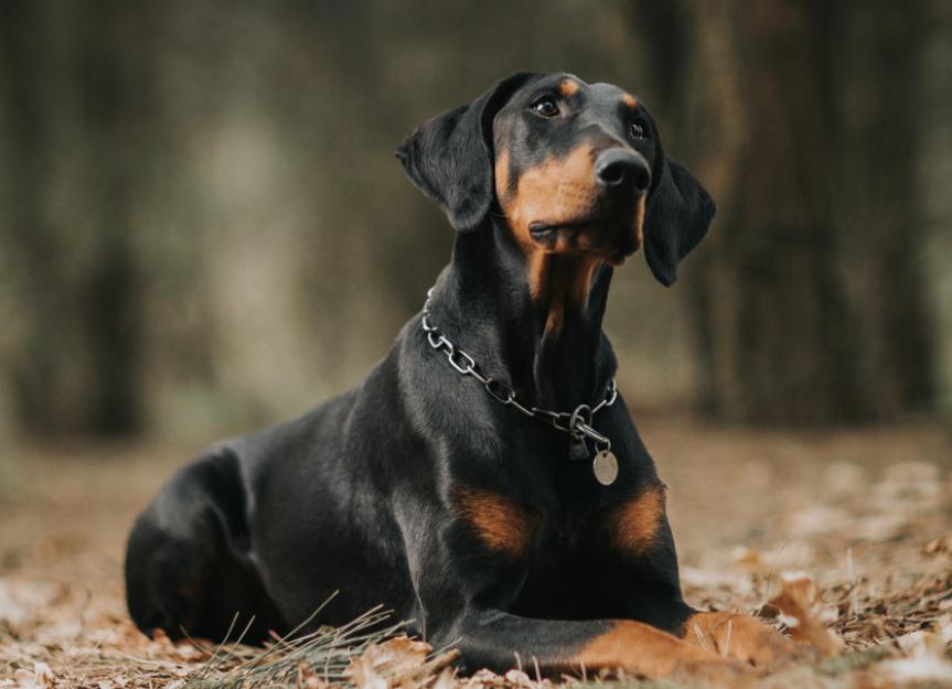 Spasm of the Rear Legs in Dogs / Dancing Doberman Disease PetMD